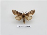 藏品(朴娜舟蛾)的圖片